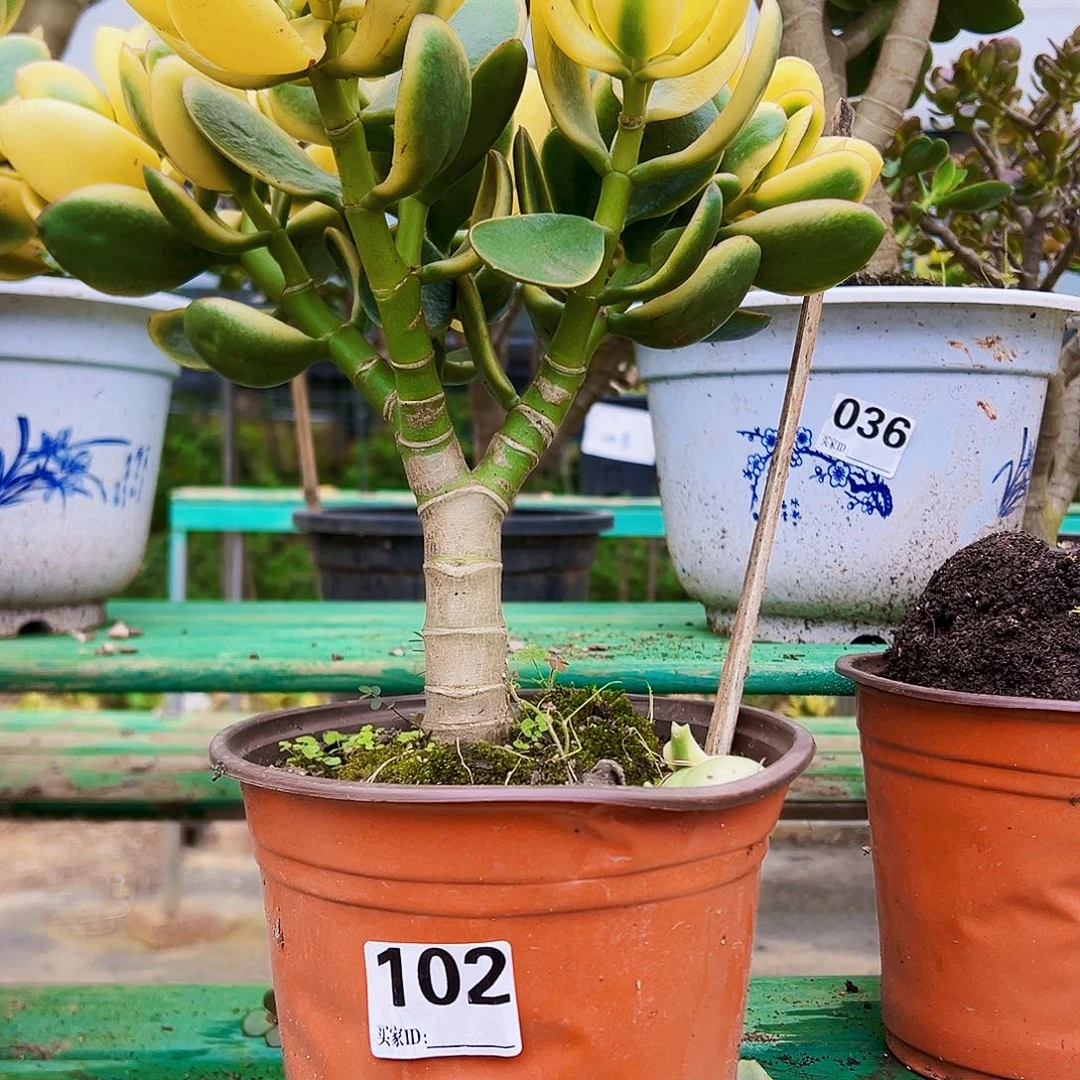 102号新花月景被打破一物一拍