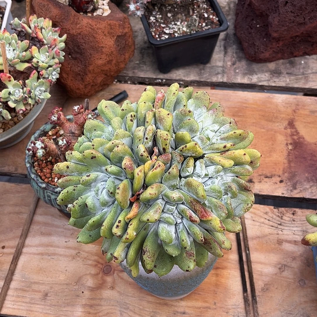 煜***妈8888小鹿多肉一物一拍