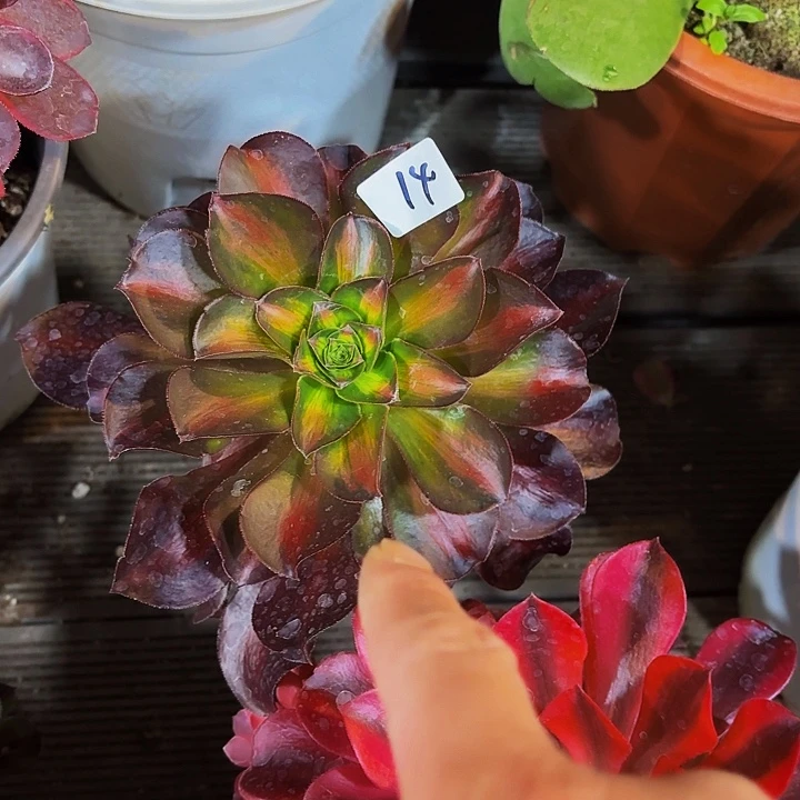 14多肉植物植物植物植物