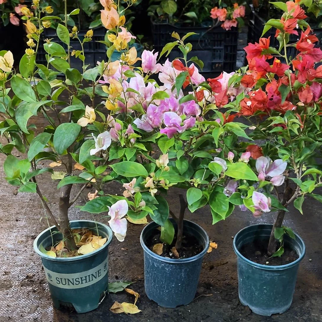 大部分花苞少量开放金发女郎，张红英，热火桑巴组合