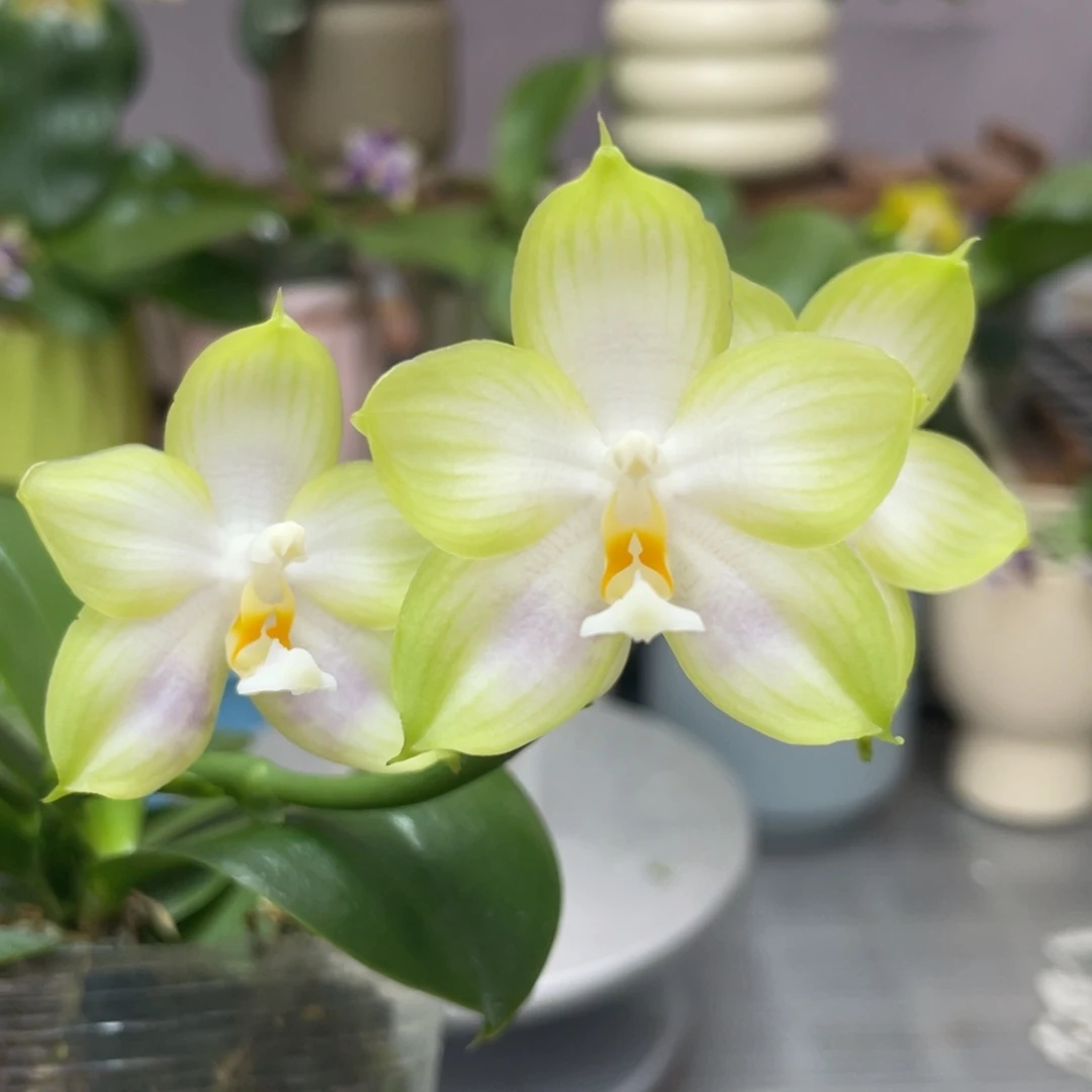 完全开放YC208，2.5杯开花株