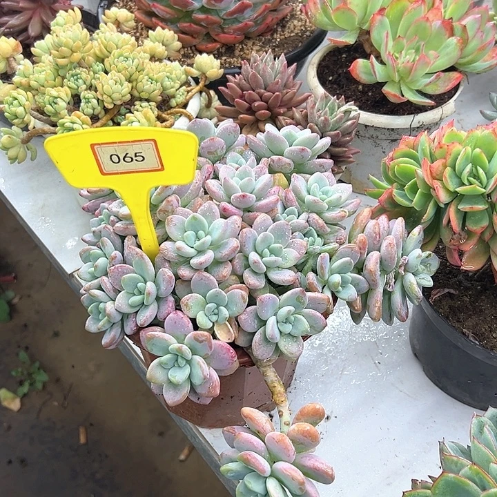 元***洛神多肉植物精华065