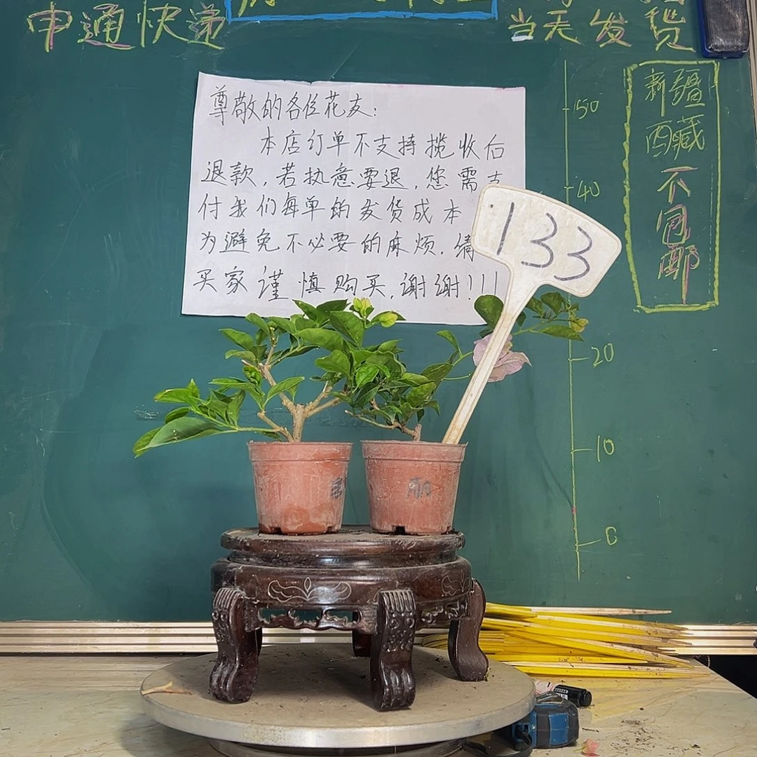 当前无花栽培后可以开花绿叶丽娜掌中宝 安格斯掌中宝133