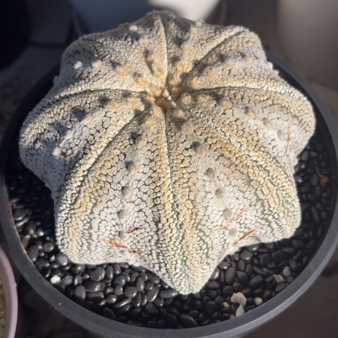 奇迹兜自根根系养定