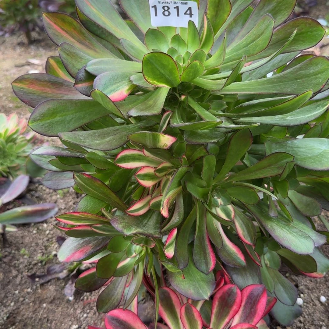 1814花蝴蝶。多肉植物