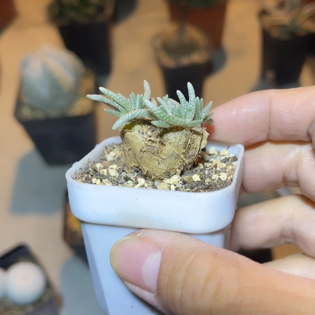 老家产地红花韧锦