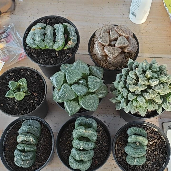 8颗多肉植物含一颗赠送