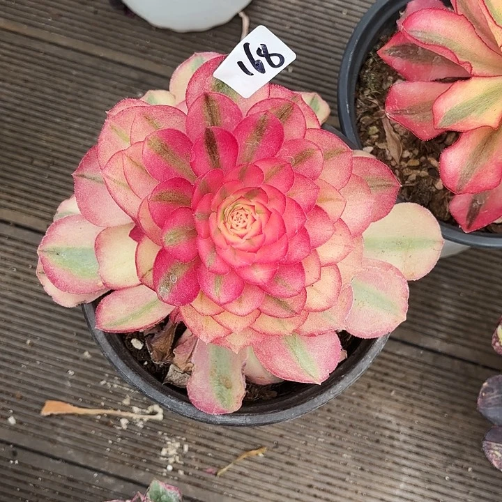 168倾城小捧多肉植物植物
