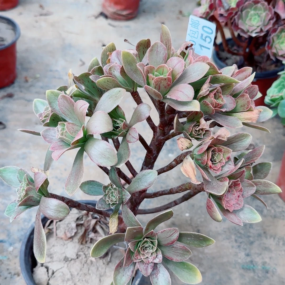 圣诞150满20包邮断枝不包