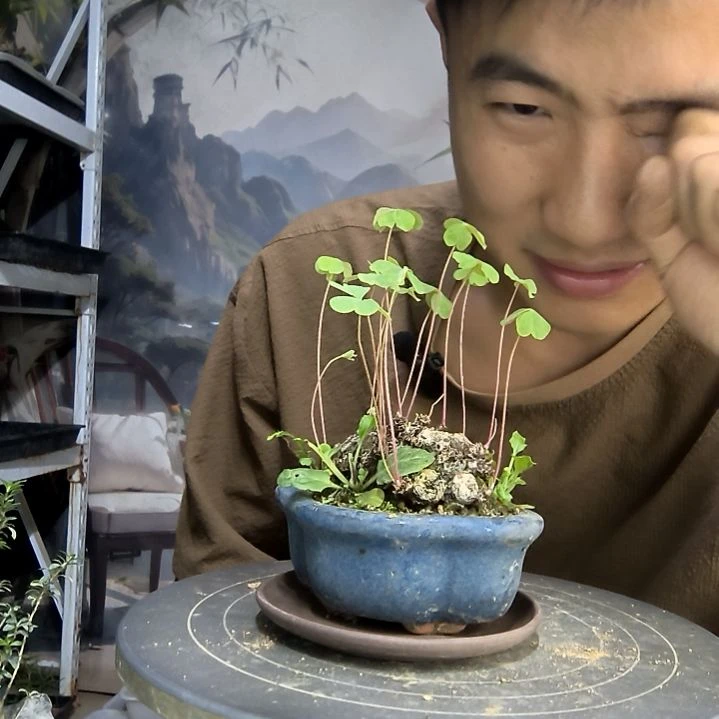 锦***明中青园艺一物一拍188