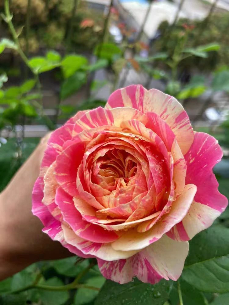 克劳德莫奈月季花卉