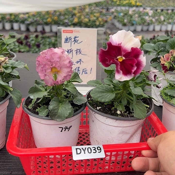 大部分花苞少量开放039号俩颗