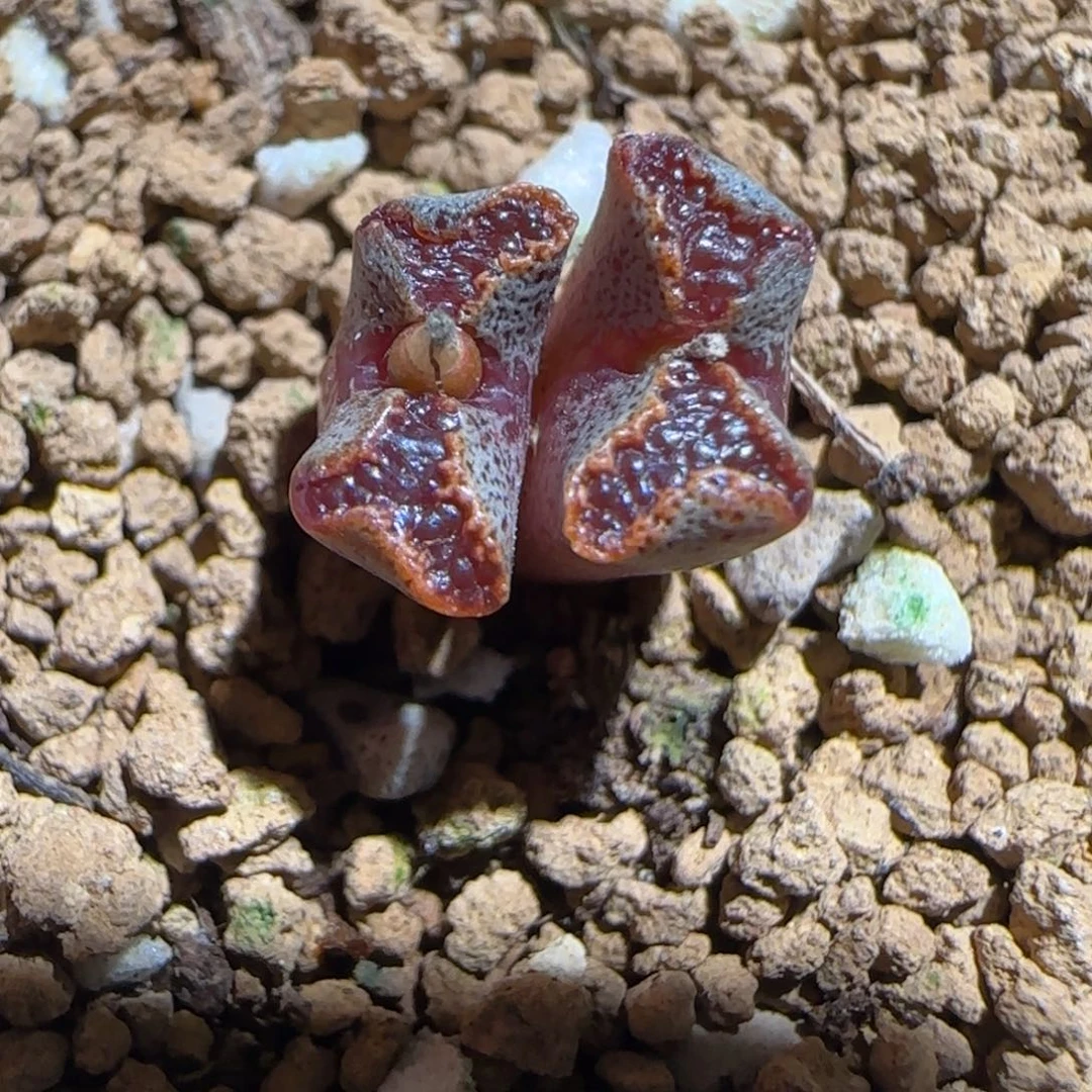 肉锥多肉植物组合-蝴蝶1052