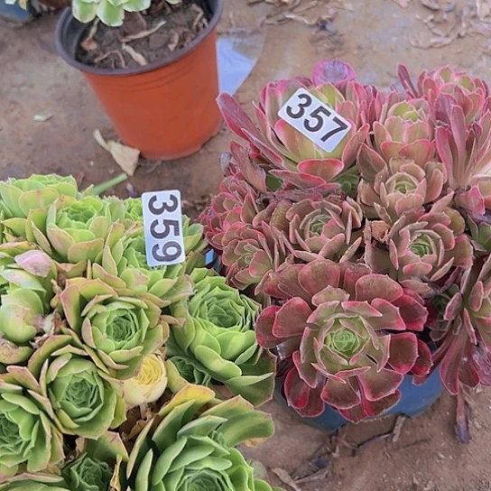 兰***多肉植物两个法师