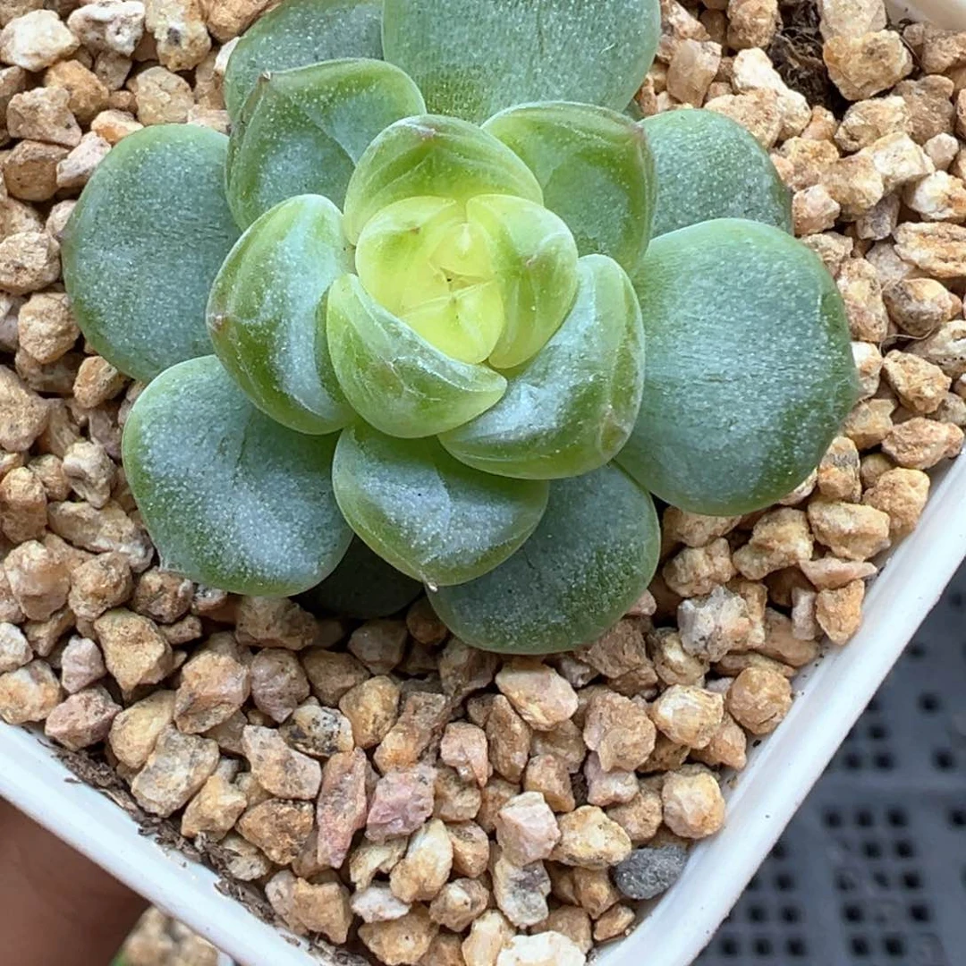 842号糯白心刚种一个月