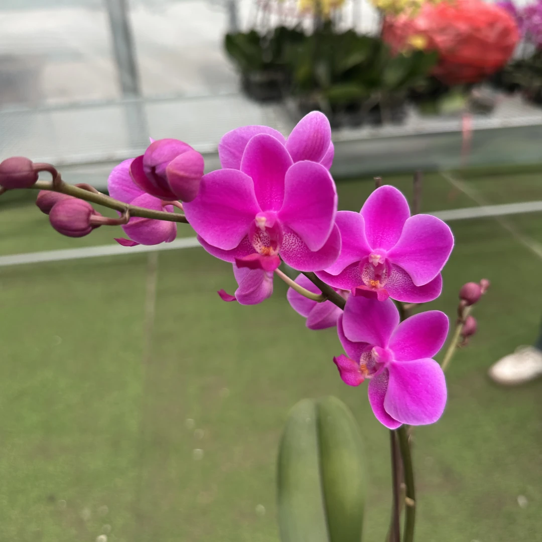 【王大拿】《满天红》精品蝴蝶兰带花苞鲜花发货高档新手好养