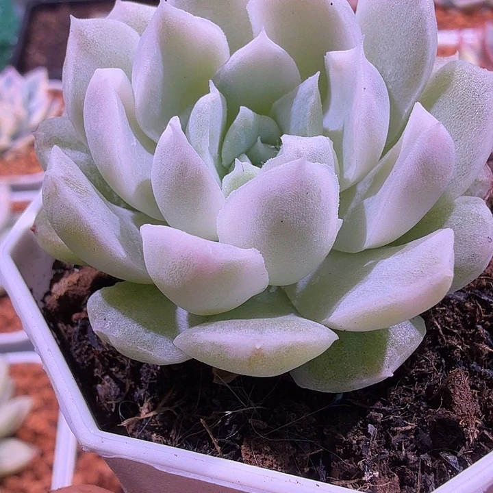 月影锦系列多肉锦