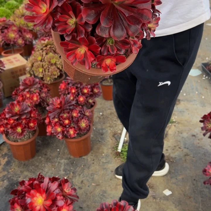 18.8美杜莎一棵包邮