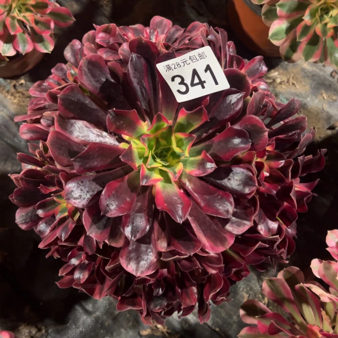 我是真的很喜欢这个