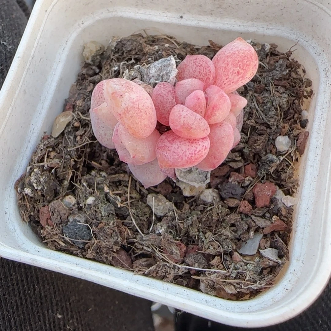 多肉小卡拉米糖心一物一拍