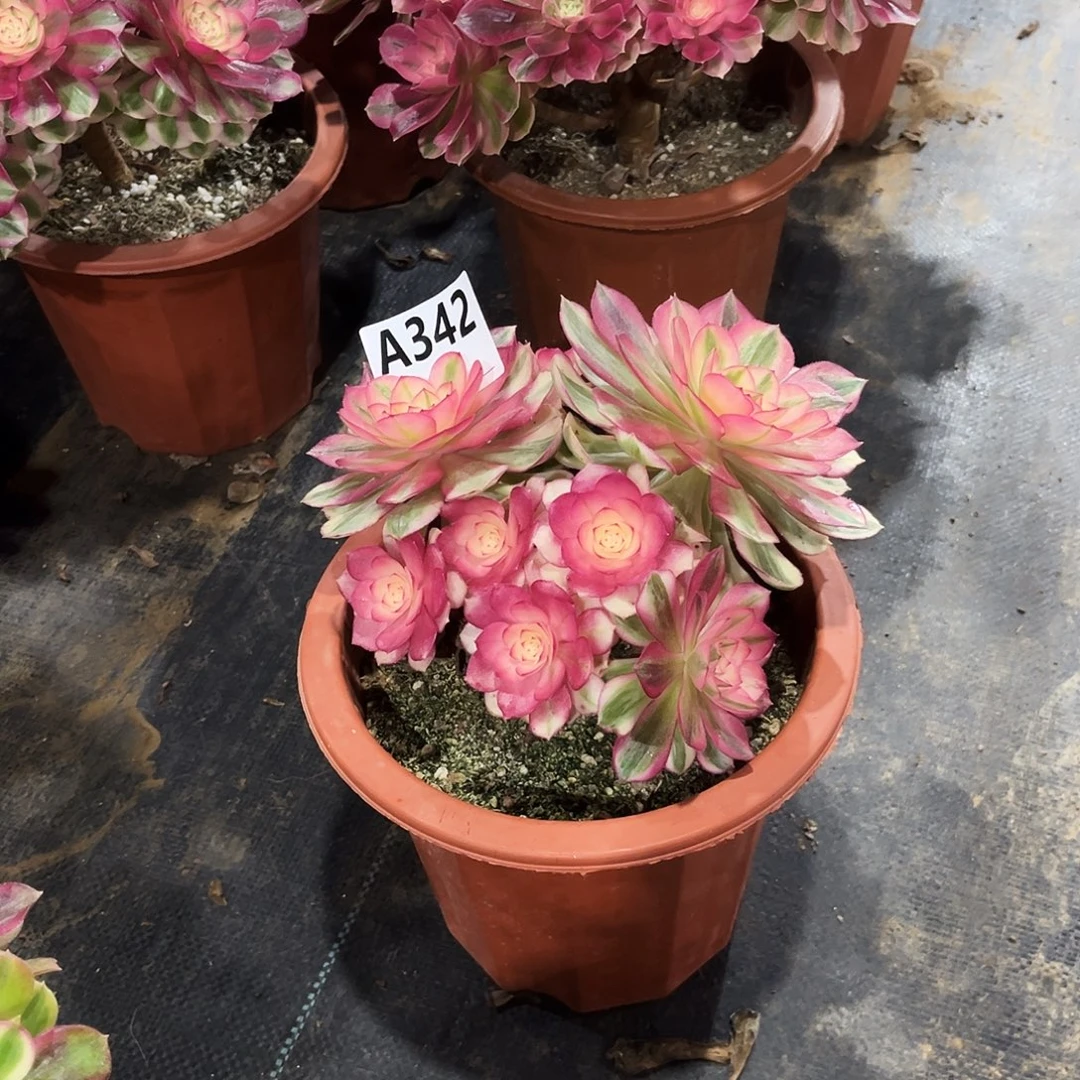 从林倾城342多肉植物
