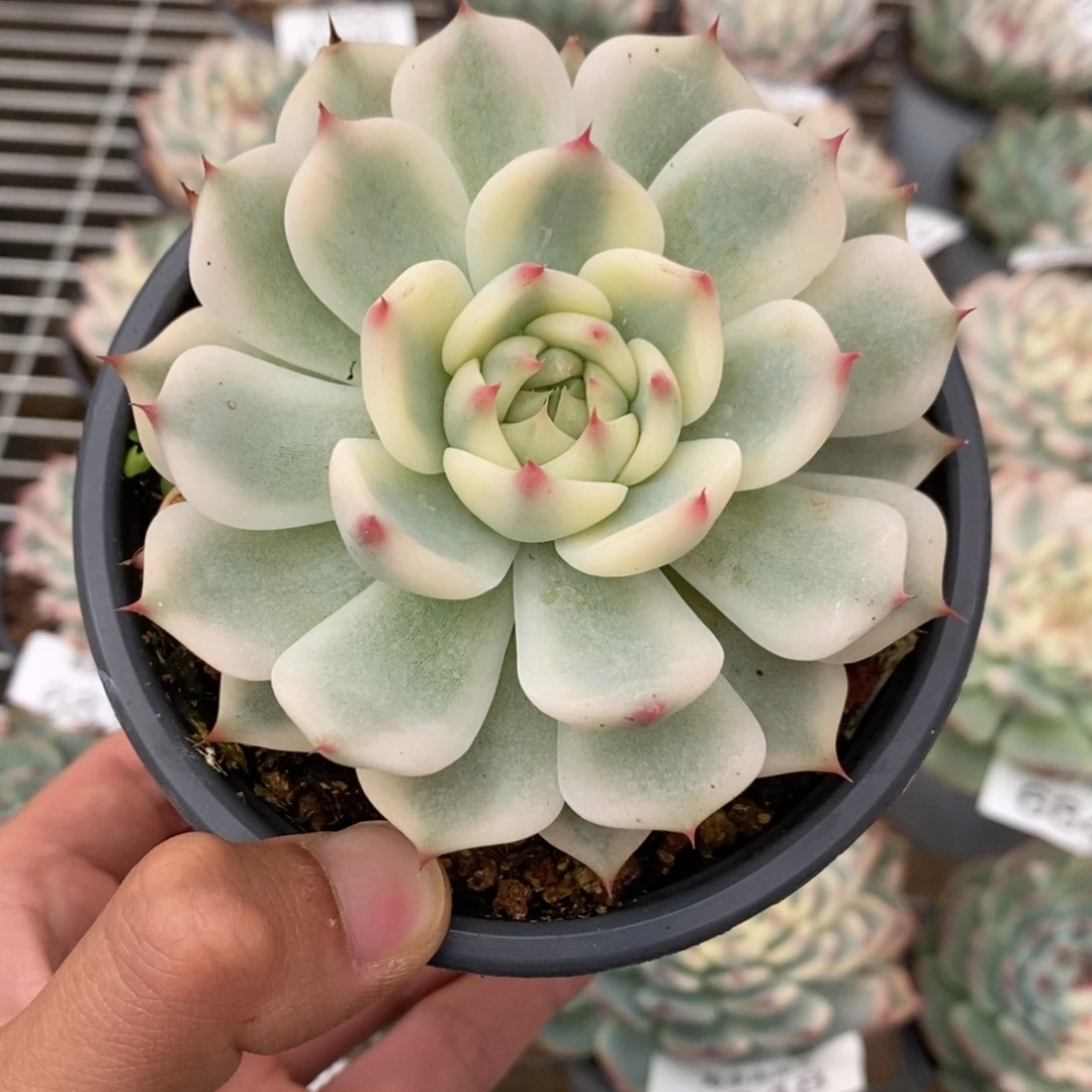 吉娃娃锦多肉植物6883