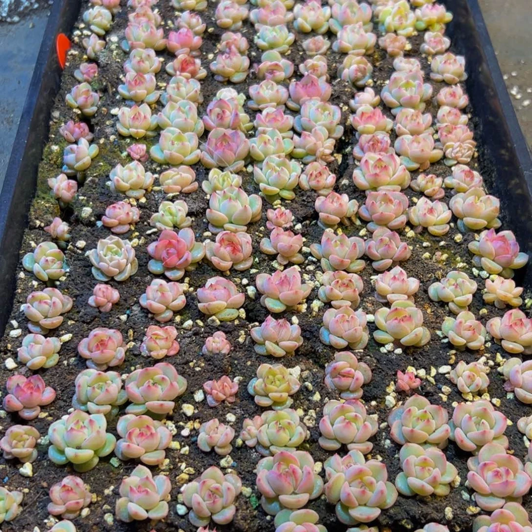 707的人了吧哈哈哈哈哈我