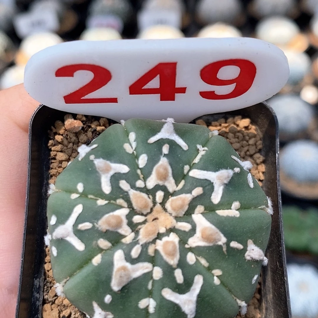 249v兜系列的产品是