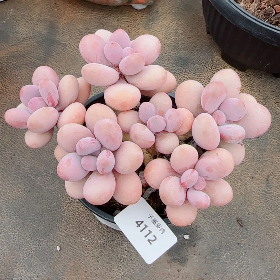桃蛋无砍，4112多肉植物