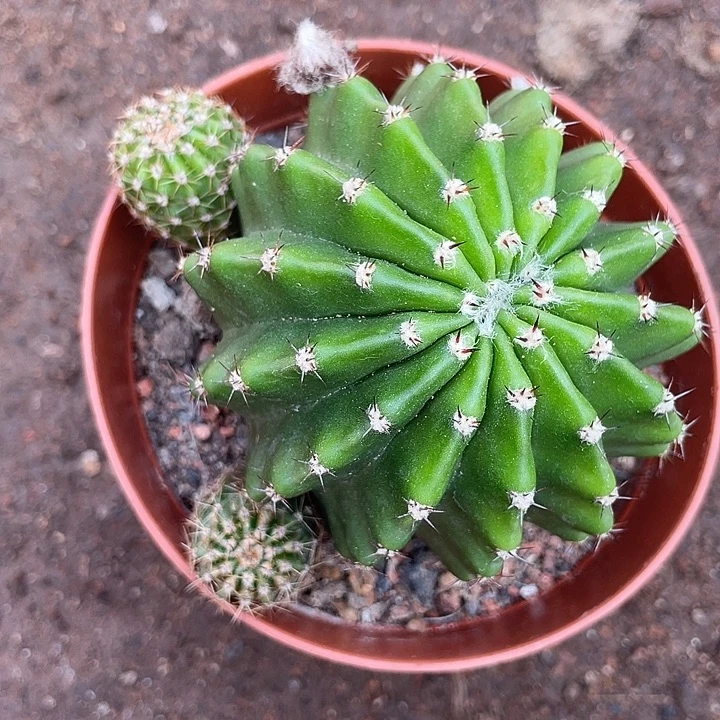 小***王实生彩草带盆土发货