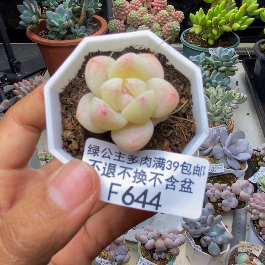 644珍妮冰玉多肉2c m