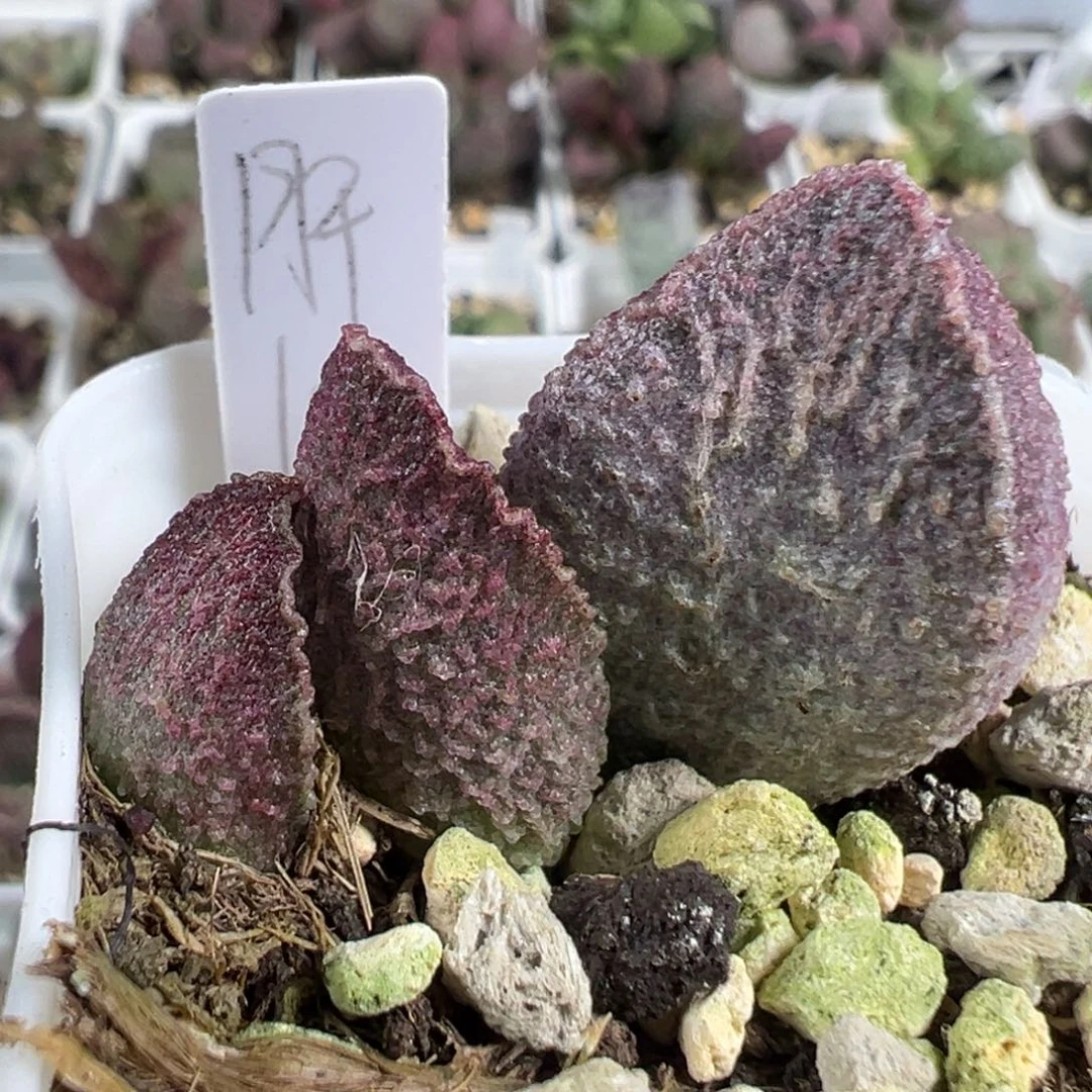 w哈莫猪肝多肉植物水泡