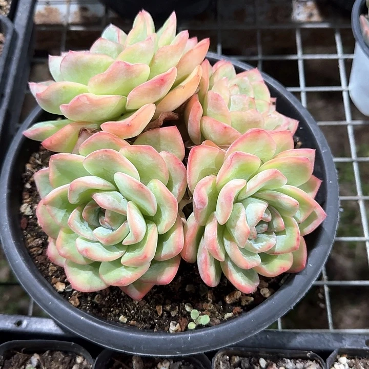 晨露多肉植物的生长