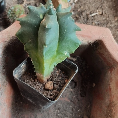 026实生鸾凤玉仙人球