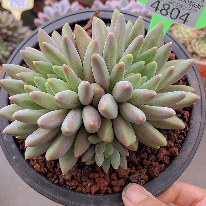 4804红蜻蜓。     无砍