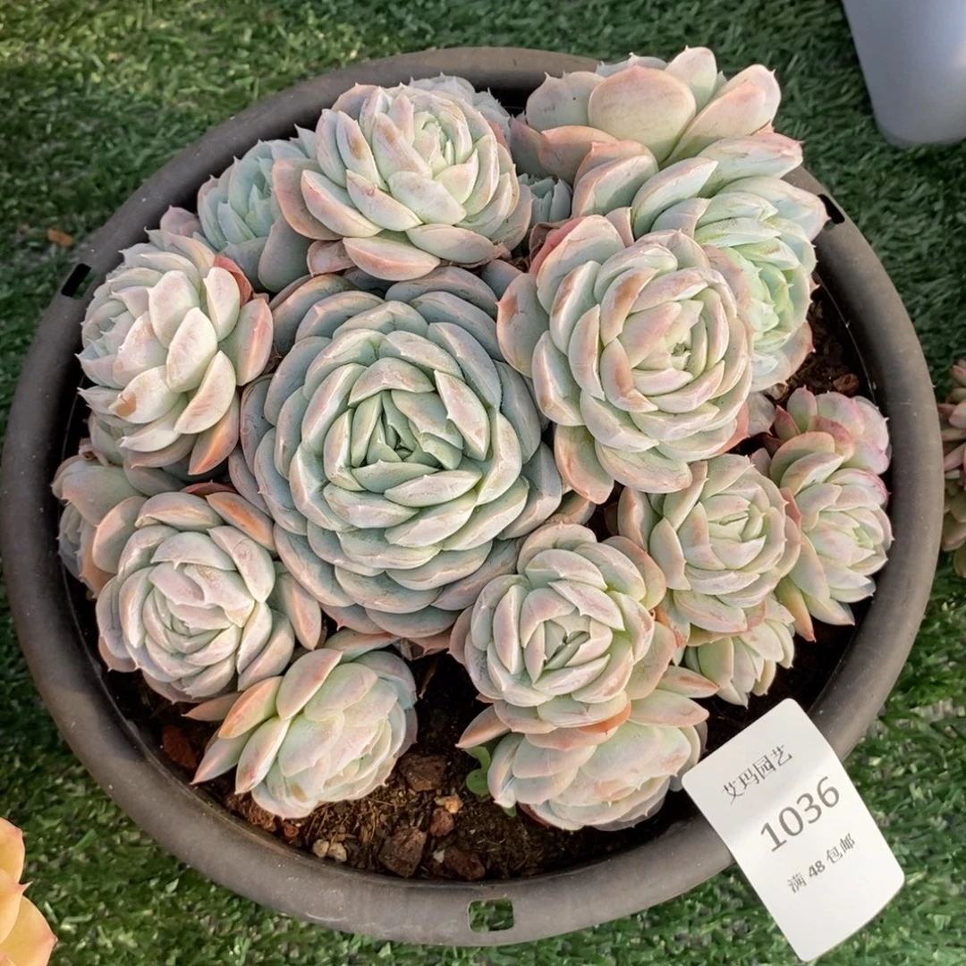 贝壳希纳群生多肉多肉036