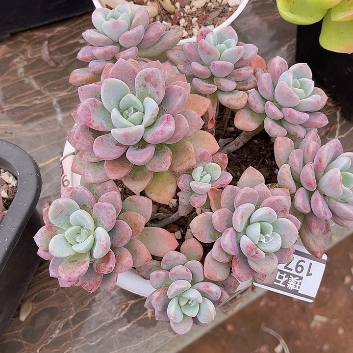 花斑鹿1974多肉植物