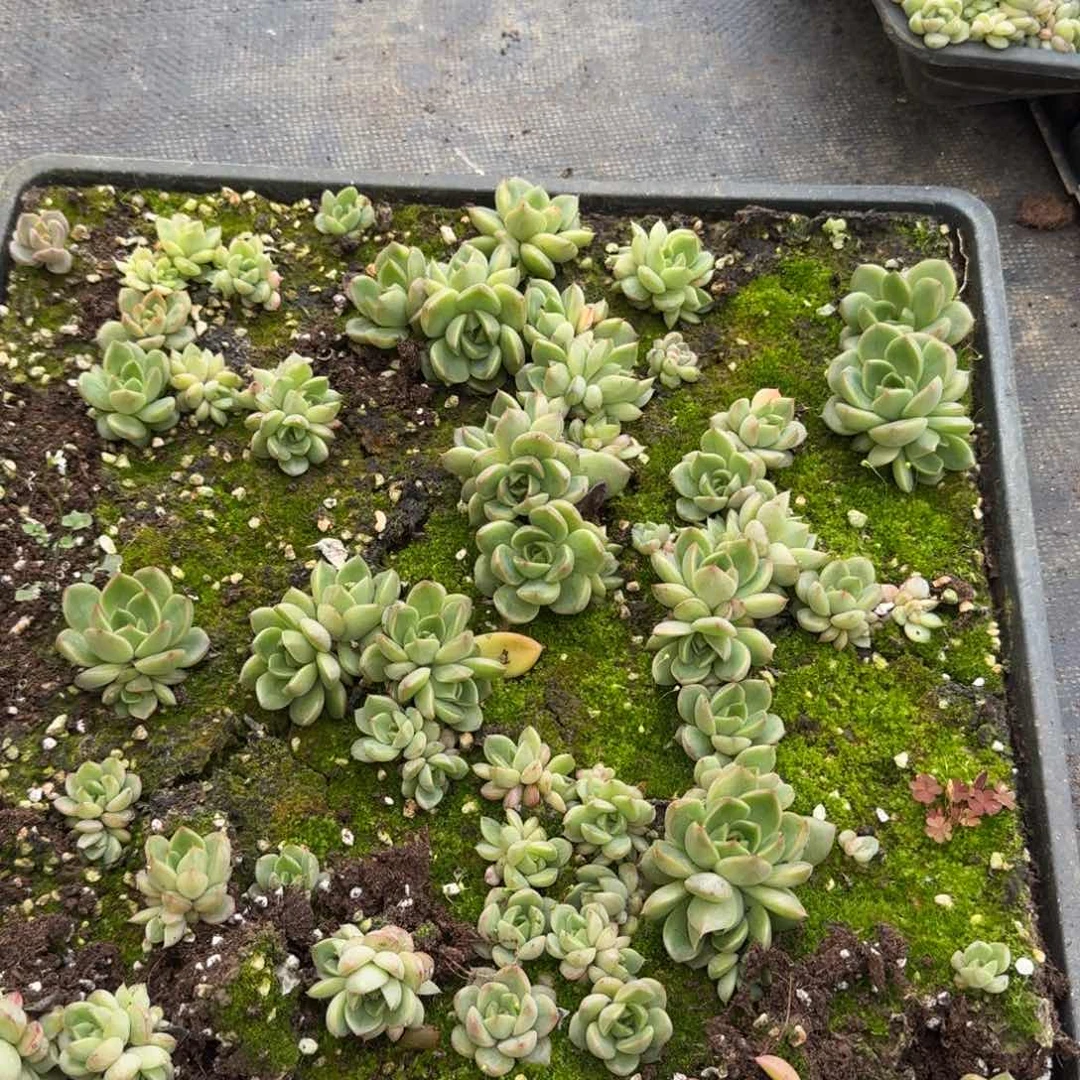 皮艾拉珍妮一盘22-95