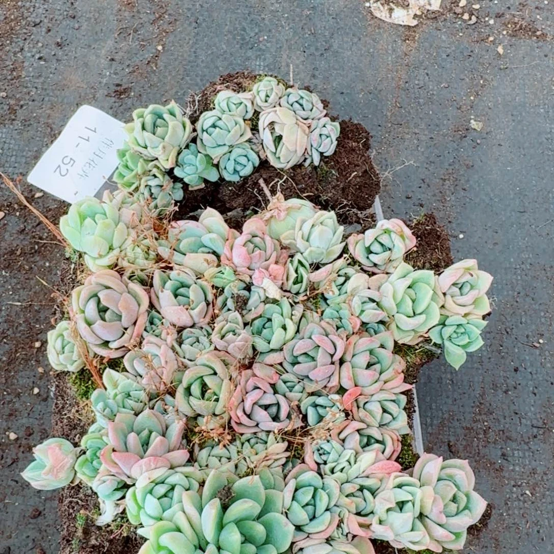 珍妮切糕一份量拍加种子灰11-52