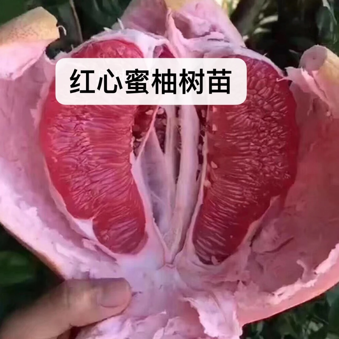 红心蜜柚苗 三红蜜柚苗带土带叶