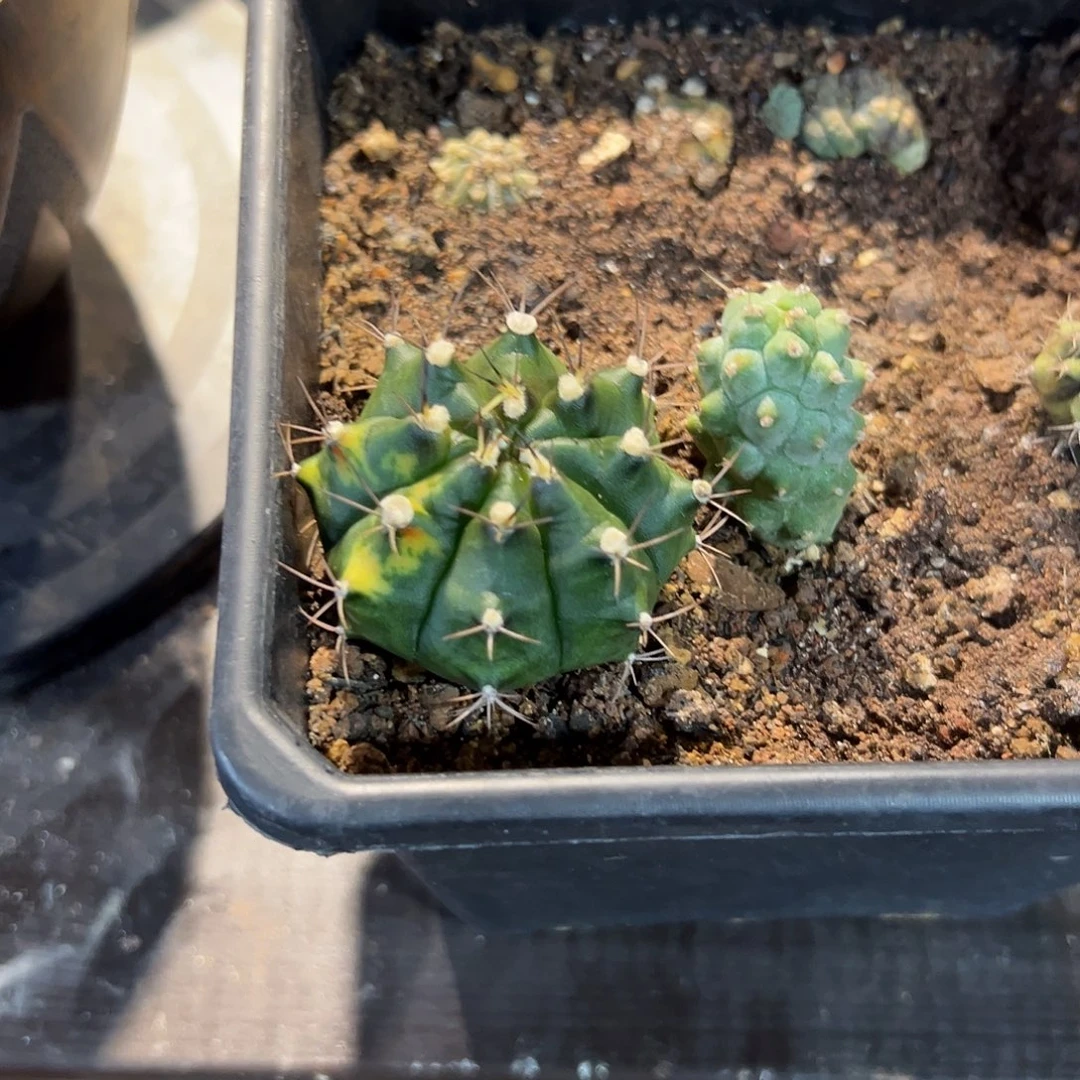 是***啊米哈黄老虎侧芽自根