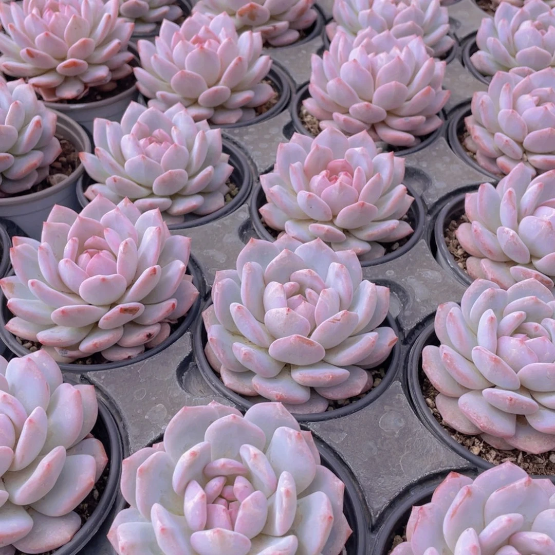 993号 星星橙大单头一个