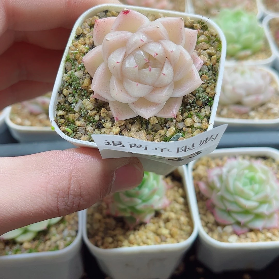 1-843 新疆西藏内蒙不发12.8包邮2-3公分多肉