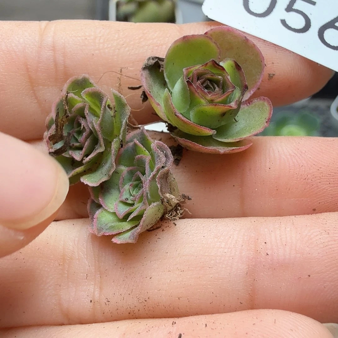 ****来山地玫瑰。  56。