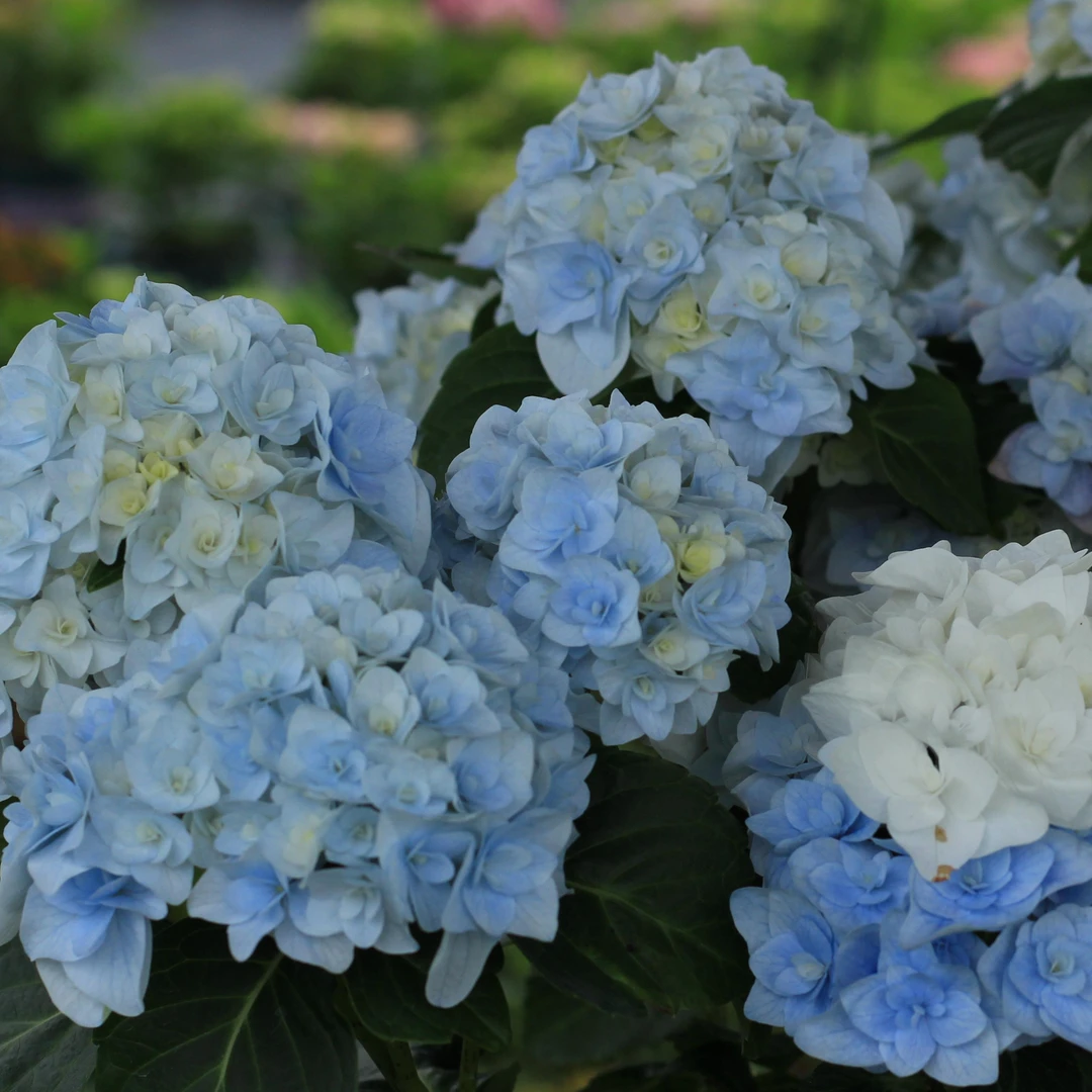 艾丽4加仑 直播特惠包对版耐寒阳台盆栽庭院大花绣球