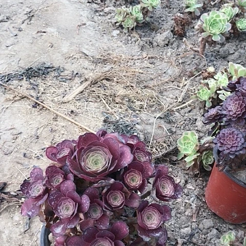 往****✨魅金玫瑰法师多肉21