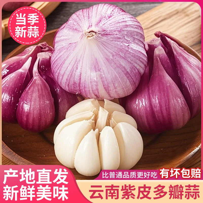 现挖云南紫皮大蒜新鲜湿蒜红皮鲜蒜多瓣蒜头腌制糖醋腊八蒜非干蒜
