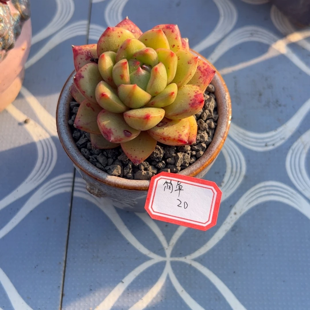 简***福多肉植物多肉植物