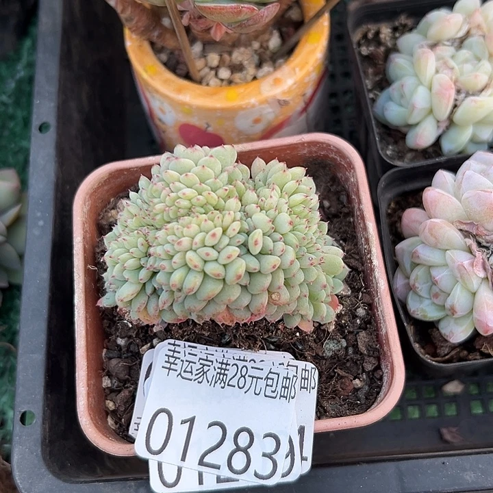 幸运的人会遇到你喜欢幸运