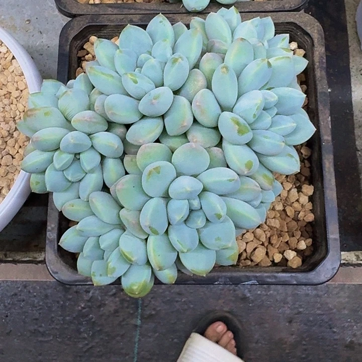 奶糖 5头 一物一拍